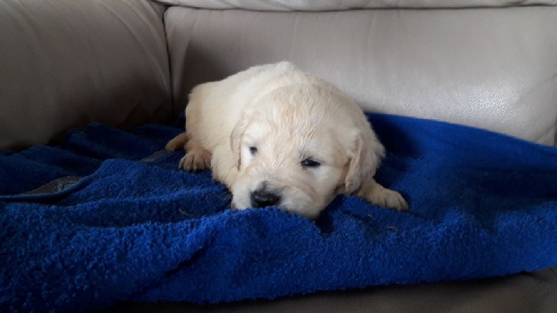 Du Bois A Ban - Golden Retriever - Portée née le 11/09/2016
